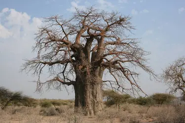 Baobab - crédits : © L. Casagrande