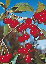 Cerises - crédits : © Grant Heilman Photography