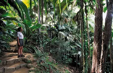 Forêt tropicale - crédits : © Sergio Pitamitz/SuperStock