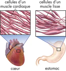 Types de muscles - crédits : © Encyclopædia Britannica, Inc.