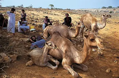 Nomadisme à Oman - crédits : Christian Sappa/ Gamma-Rapho/ Getty Images