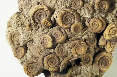 Ammonites - crédits : © R.A.R. de Bruijn Holding BV/ Shutterstock