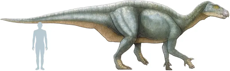 Iguanodon - crédits : © Encyclopædia Universalis France