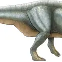 Iguanodon - crédits : © Encyclopædia Universalis France