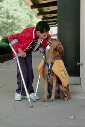 Chien d’assistance - crédits : © Tom Nebbia/ Corbis Historical/ Getty Images