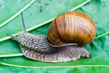 Escargot - crédits : © T. Spider/ Shutterstock