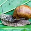 Escargot - crédits : © T. Spider/ Shutterstock