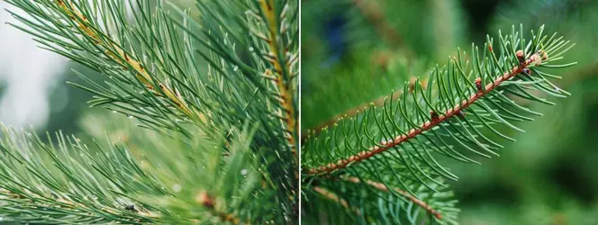 Pin et sapin - crédits : © Emilija Manevska (à gauche), ilbusca (à droite)/ Getty Images