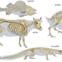 Exemples de squelettes - crédits : © Encyclopædia Britannica, Inc.