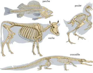 Exemples de squelettes - crédits : © Encyclopædia Britannica, Inc.