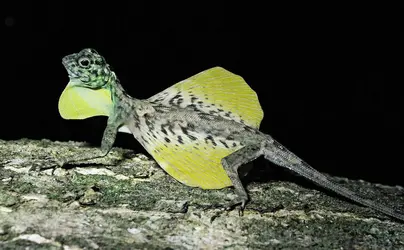 Lézard - crédits : © PREMAPHOTOS/Nature Picture Library