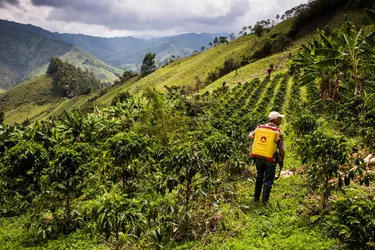 Culture du café en Colombie - crédits : © VW Pics/ Universal Images Group/ Getty Images