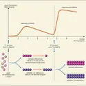 Réaction immunitaire - crédits : Encyclopædia Universalis France