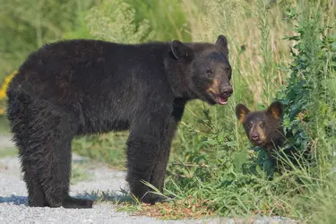 Ours noirs - crédits : © H. Brindley/ Shutterstock