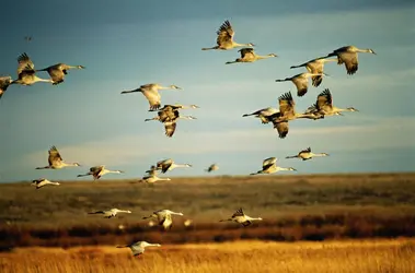 Vol de grues cendrées - crédits : John Warden/ The Image Bank/ Getty Images