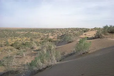 Désert du Karakoum, Turkménistan - crédits : © R. Jackman/ Oxford Scientific Films Ltd