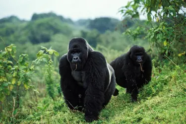 Parc national des Virunga, République démocratique du Congo - crédits : Konrad Wothe/ Getty Images