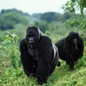 Parc national des Virunga, République démocratique du Congo - crédits : Konrad Wothe/ Getty Images
