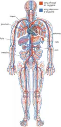 Système circulatoire - crédits : © Encyclopædia Britannica, Inc.