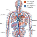 Système circulatoire - crédits : © Encyclopædia Britannica, Inc.