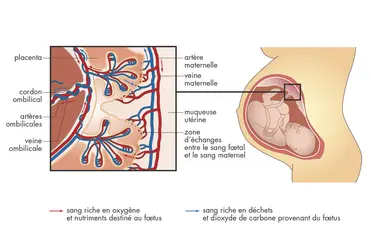 Placenta - crédits : © Encyclopædia Universalis France