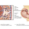 Placenta - crédits : © Encyclopædia Universalis France