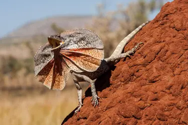 Lézard à collerette - crédits : © Ken Griffiths/ Shutterstock