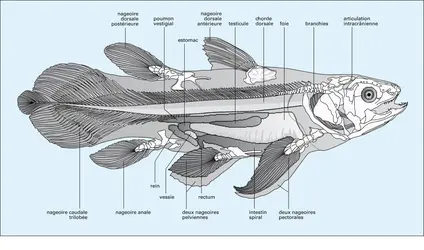 Cœlacanthe - crédits : Encyclopædia Universalis France