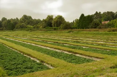 Cressonnière, Essonne - crédits : © DeRebus/ Shutterstock