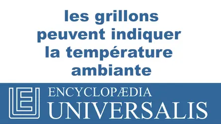Grillon - crédits : © 2013 Encyclopædia Universalis