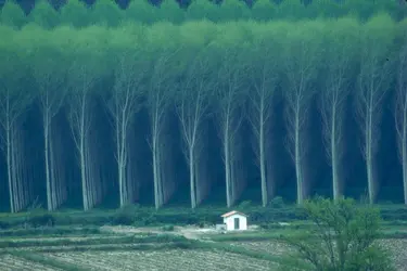 Eucalyptus - crédits : © Tony Arruza/ Corbis/ Getty Images