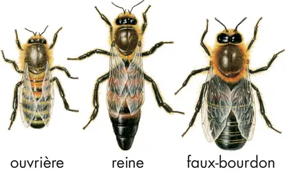 Abeilles - crédits : © Encyclopædia Britannica, Inc.