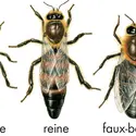 Abeilles - crédits : © Encyclopædia Britannica, Inc.