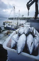 Pêche au thon - crédits : © Bikeriderlondon/ Shutterstock