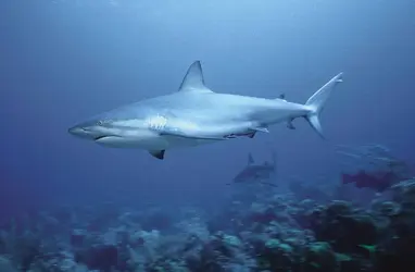 Requins - crédits : © Bruno Guénard/ Biosmotion