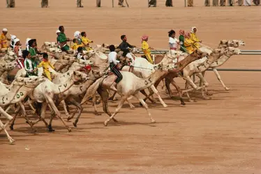 Course de dromadaires en Arabie Saoudite - crédits : © Wayne Eastep/ The Image Bank Unreleased/ Getty Images