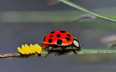 Coccinelle - crédits : © Brett Hondow/ Shutterstock