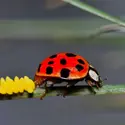 Coccinelle - crédits : © Brett Hondow/ Shutterstock