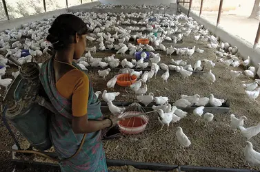 Élevage de volailles - crédits : © Mahesh Kumar A/AP