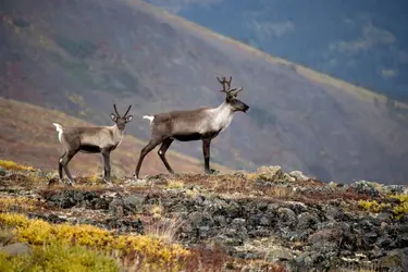 Caribous - crédits : © GeoStock/ Photodisc/ Getty Images