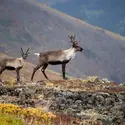 Caribous - crédits : © GeoStock/ Photodisc/ Getty Images