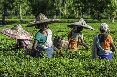 Récolte du thé, Inde - crédits : D. J. Rao/ Shutterstock