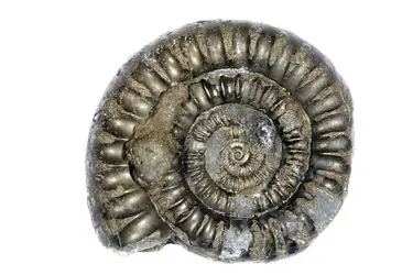 Ammonite pyriteuse - crédits : © Dr. Morley Read/ Shutterstock