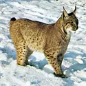Lynx - crédits : © Philip Wayre/EB Inc.