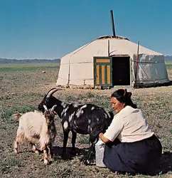 Yourte en Mongolie - crédits : © George Helton/Photo Researchers