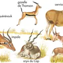 Antilopes - crédits : © Encyclopædia Britannica, Inc.