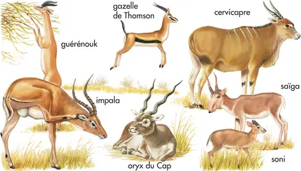 Antilopes - crédits : © Encyclopædia Britannica, Inc.