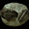 Trilobites - crédits : G. Nimatallah/ De Agostini/ Getty Images