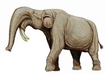 Deinotherium, proboscidien fossile - crédits : © Shutterstock