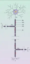 Neurone et ses contacts - crédits : Encyclopædia Universalis France